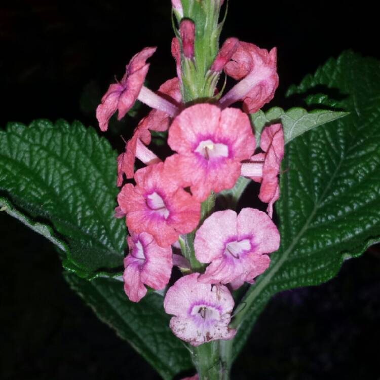 plant image 683800 plant image 683800