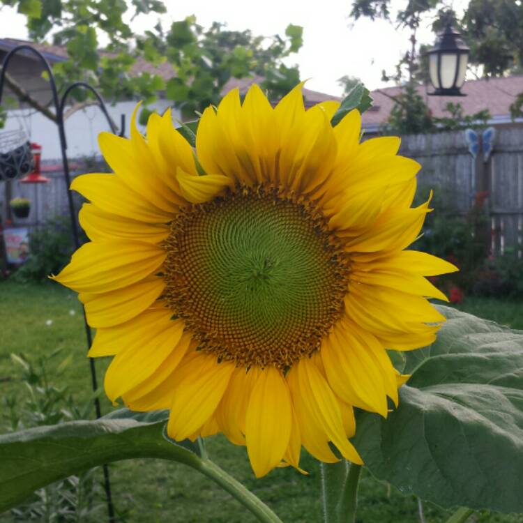plant image 683809