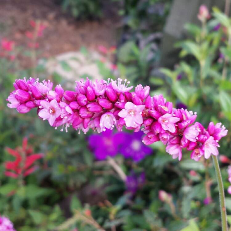 plant image 686091