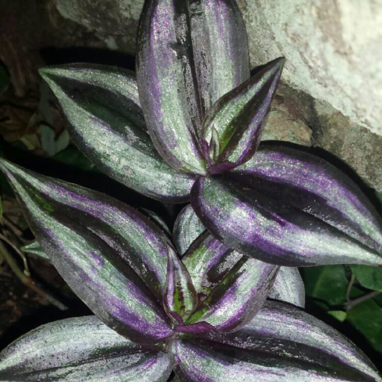 plant image 687498