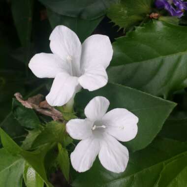 Barleria cristata