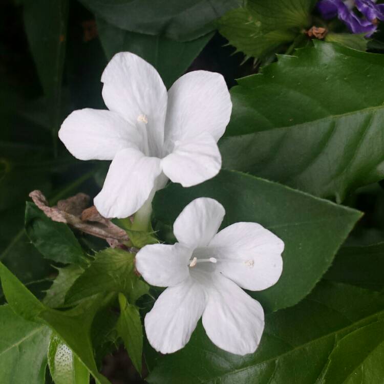 plant image 693543