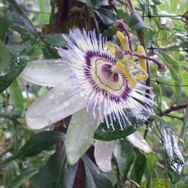 Passiflora