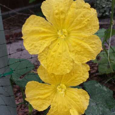 Luffa aegyptiaca