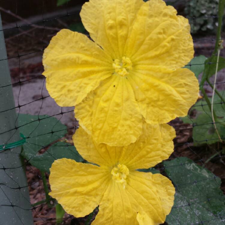 plant image 704589