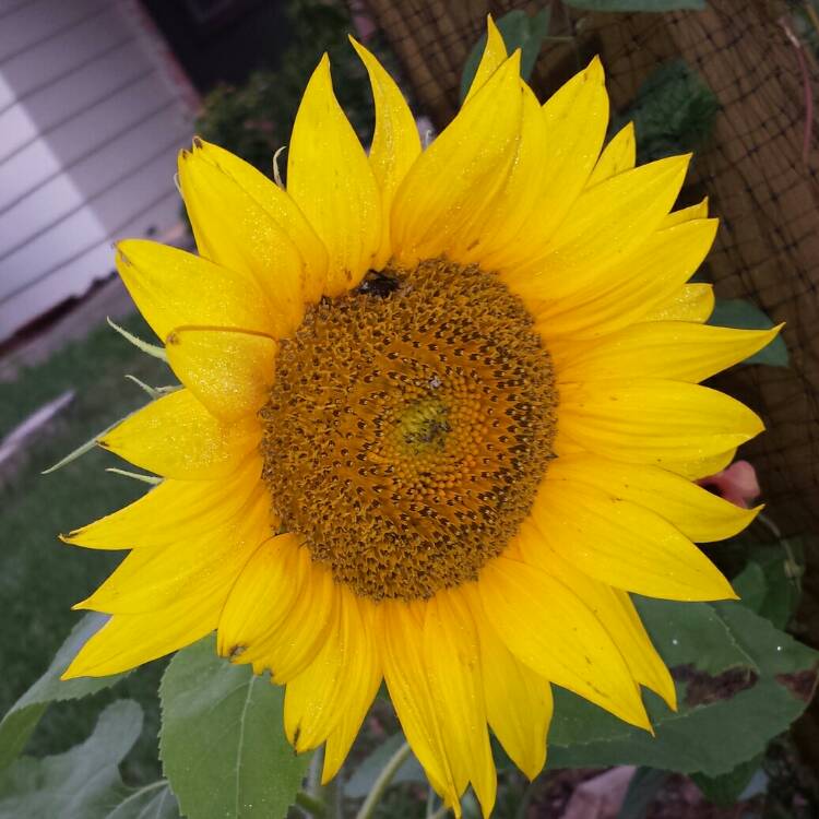 plant image 704748