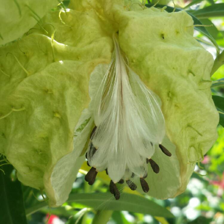 plant image 713426 plant image 713426