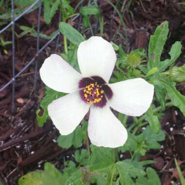 Hibiscus trionum