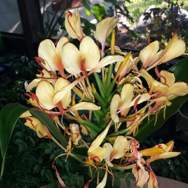 Hedychium