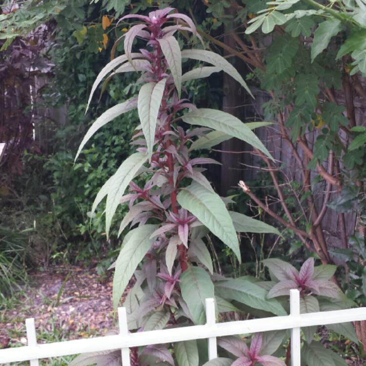 plant image 785306