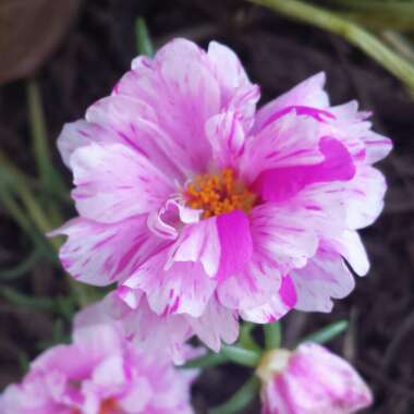 Portulaca grandiflora