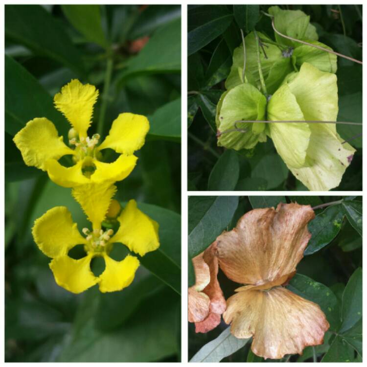 plant image 814723 plant image 814723