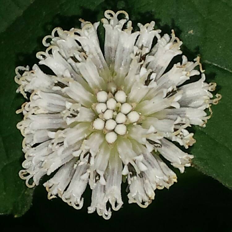 plant image 820162 plant image 820162