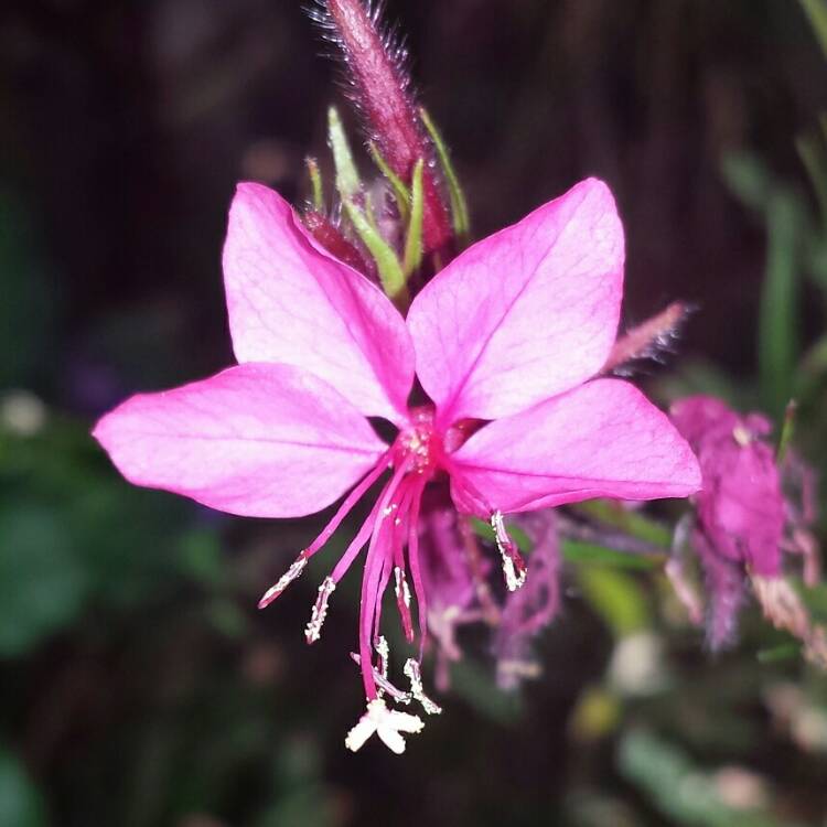 plant image 820176 plant image 820176