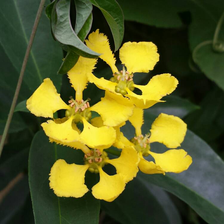 plant image 828580 plant image 828580