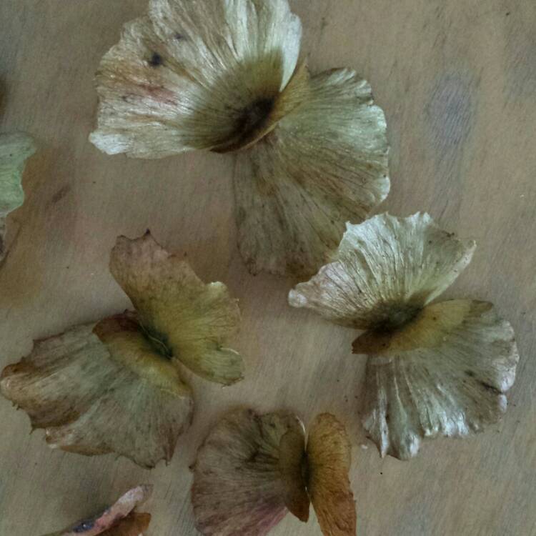 plant image 828588 plant image 828588