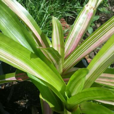 Neoregelia