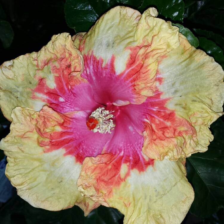 plant image 837566 plant image 837566