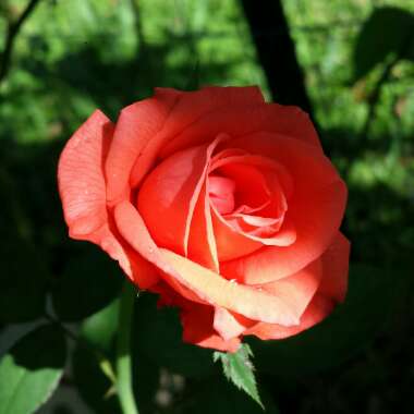 Rosa 'Tanorstar' syn. Rosa 'Super Star', Rosa 'Super-Star Brigitte Bardot', Rosa 'Tropicana'