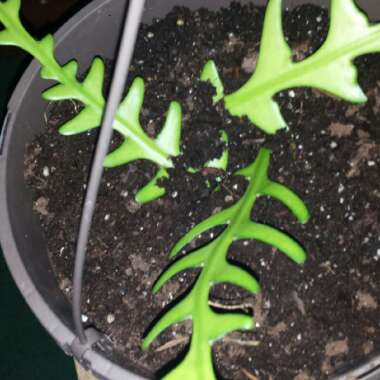 Selenicereus anthonyanus syn. Cryptocereus anthonyanus