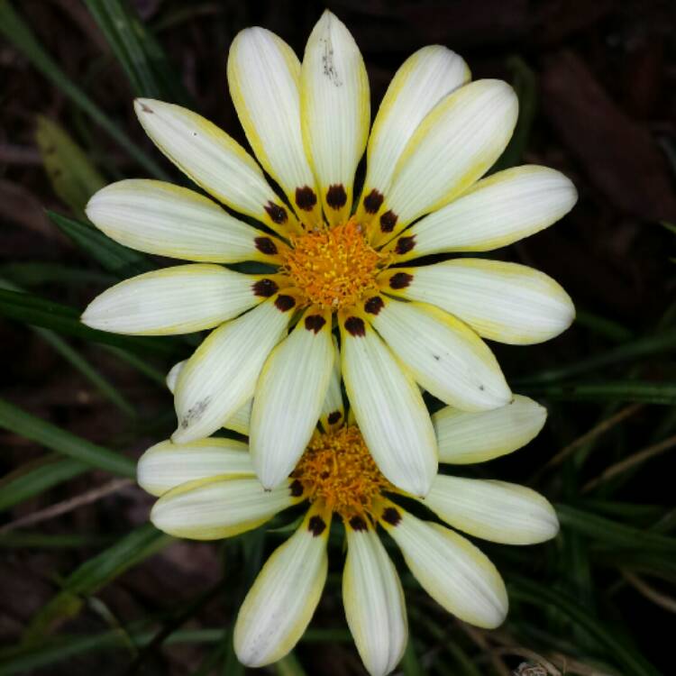 plant image 850142 plant image 850142