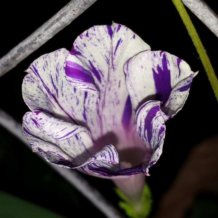 plant image 850160 plant image 850160