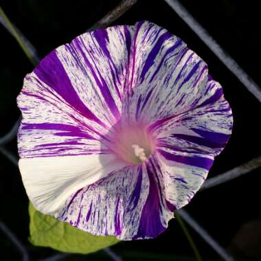 Ipomoea Purpurea Carnevale Di Venezia