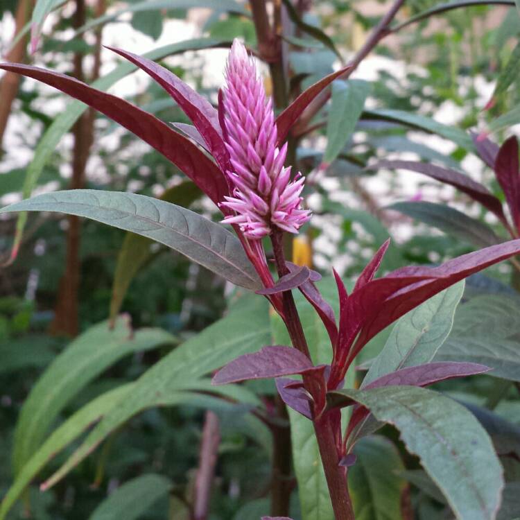 plant image 854482