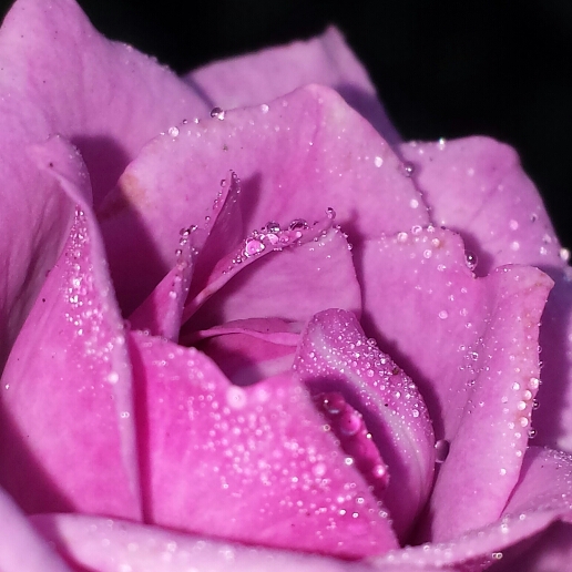 plant image 857210 plant image 857210