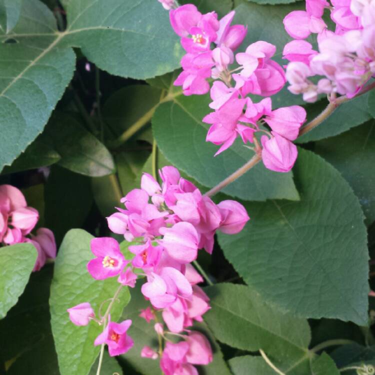plant image 857211 plant image 857211
