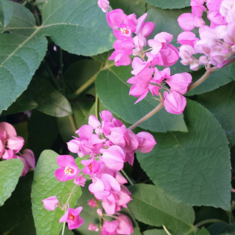 plant image 857214 plant image 857214
