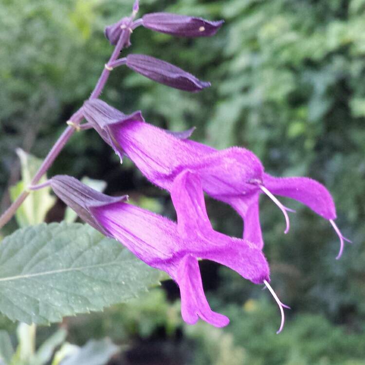 plant image 858085