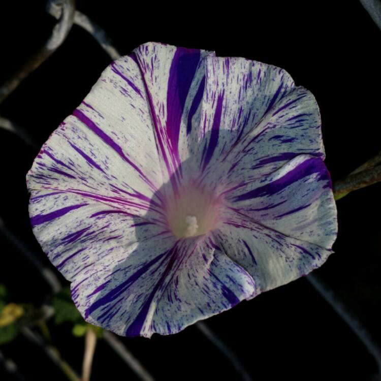 plant image 860930 plant image 860930
