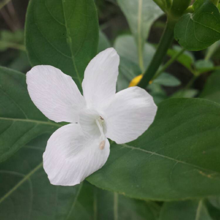 plant image 862173