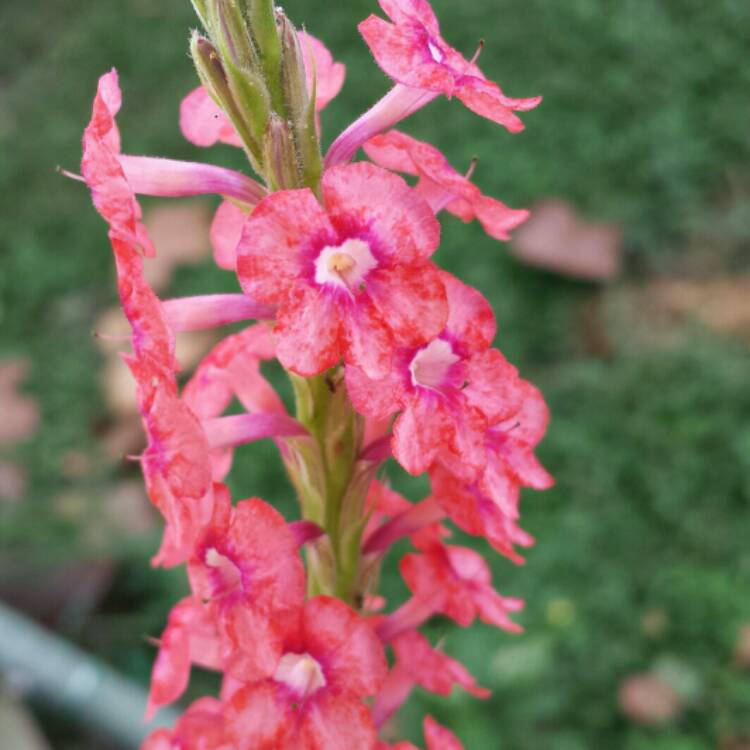plant image 865612 plant image 865612