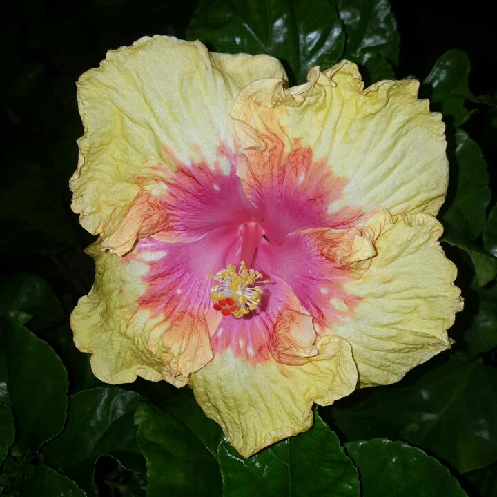 plant image 869521 plant image 869521