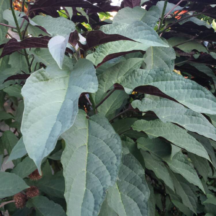 plant image 871098 plant image 871098