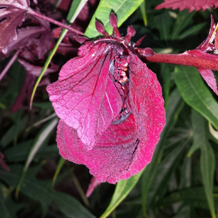 plant image 882823 plant image 882823