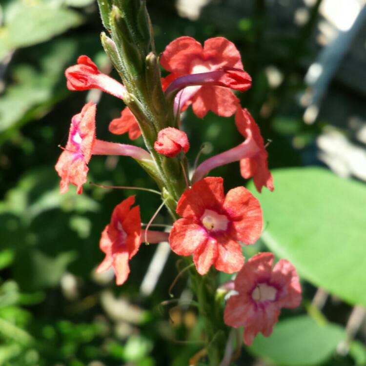 plant image 884531 plant image 884531