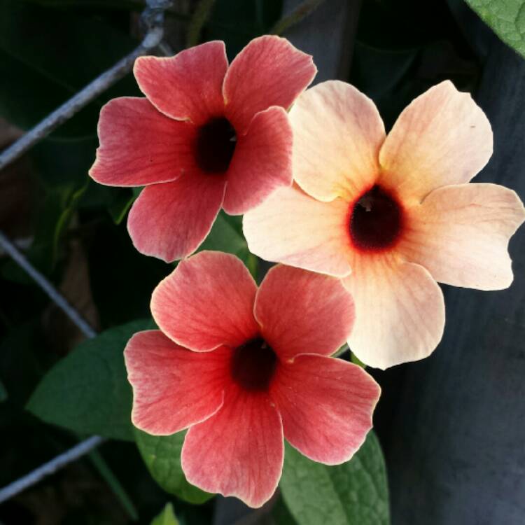 plant image 891734