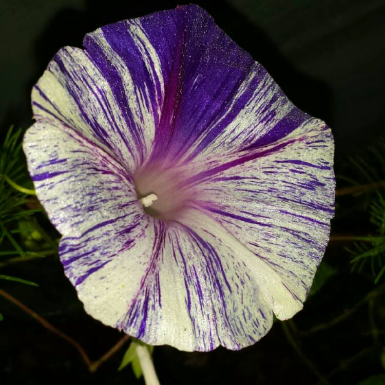 plant image 891877 plant image 891877