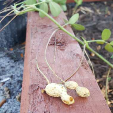 Arachis hypogaea