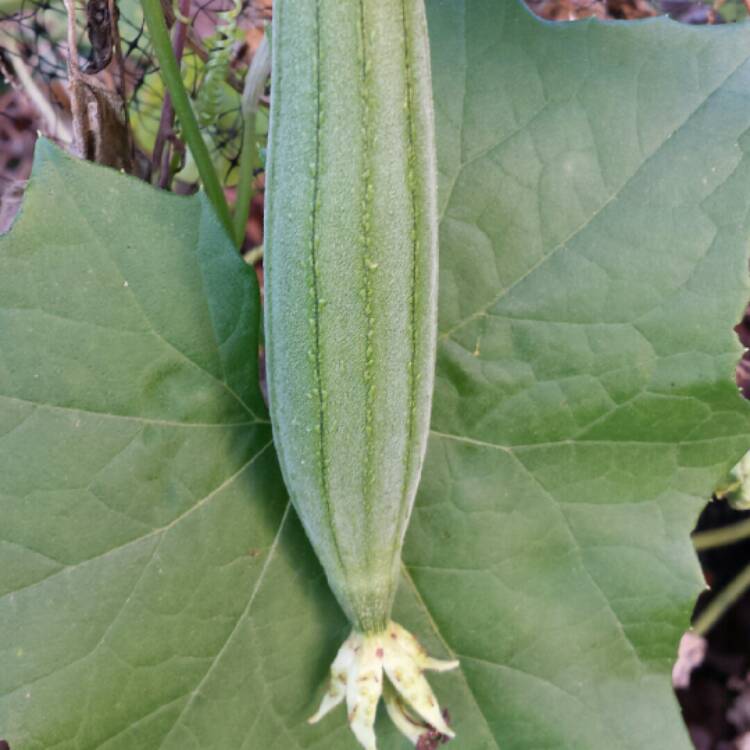 plant image 896197