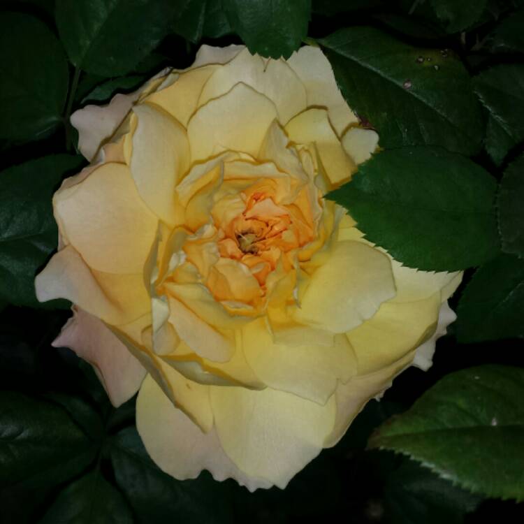 plant image 896583 plant image 896583