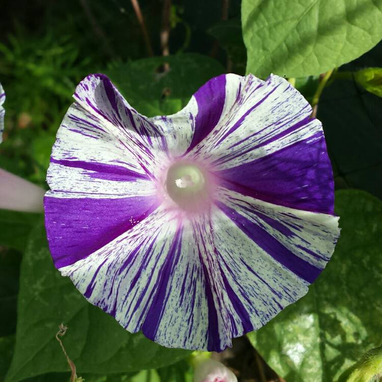 plant image 897829 plant image 897829