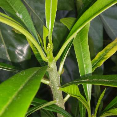Plumeria pudica