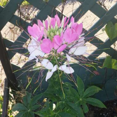 Cleome
