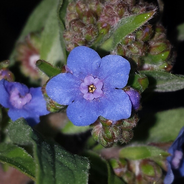 plant image 904314 plant image 904314