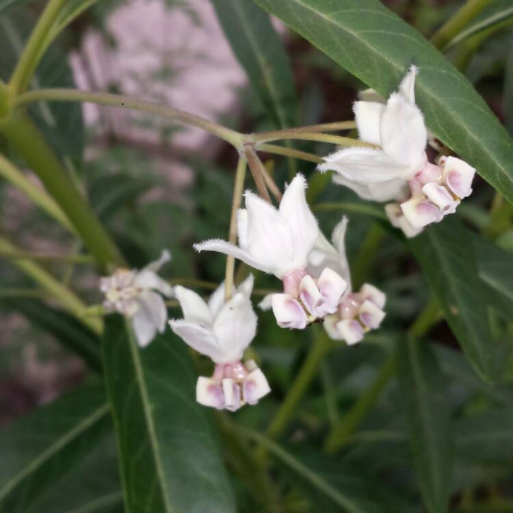 plant image 906555 plant image 906555