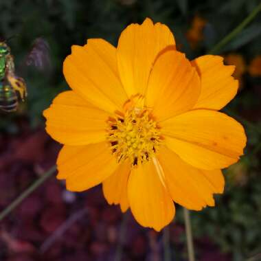 Cosmos